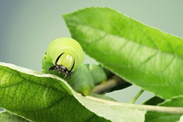 Caterpillar moth on winter leaf. It is a dangerous pest.