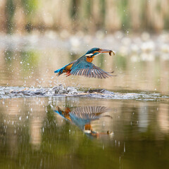 Kingfisher with its catch of the day, fish for supper!  Flying across the pond to take home to feed his family