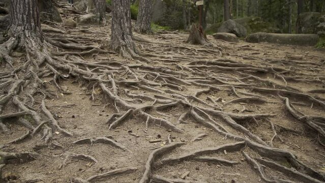 Pine forest background. Pine tree roots, close up. Nature concept. Pine with a bare root system in a sand pit. Tree root system looks out. Ecological problem. Environmental conservation concept