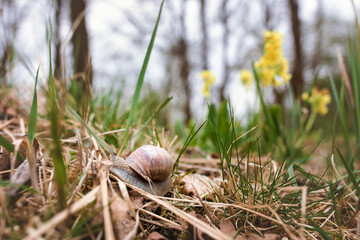 snail on the grass with flowers in the background