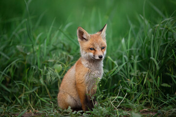 beautiful portrait of a small red fox