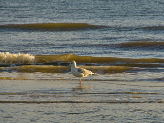 Seagull on the beach of Blåvand in Denmark in front of waves of the sea. Bird shot