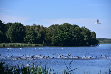 Fototapeta na wymiar nature, reserve, ecosystem, water, pond, Poland, Milicz, 
