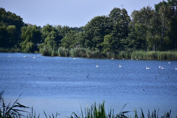 nature, reserve, ecosystem, water, pond, Poland, Milicz, 