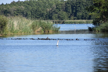 nature, reserve, ecosystem, water, pond, Poland, Milicz, 