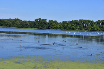 nature, reserve, ecosystem, water, pond, Poland, Milicz, 
