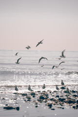 Gaviotas en la playa 11