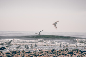 Gaviotas en la playa 8