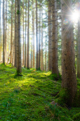 Fototapeta na wymiar Fairytale-like misty coniferous forest with beautiful green undergrowth and sun shining through trees