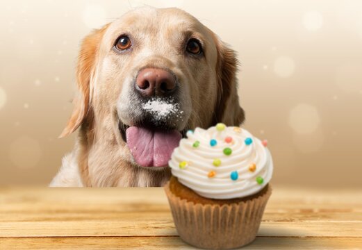 Portrait of dog birthday party eating tasty cake. Cupcake with fruit and cream