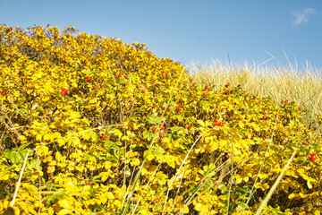 on the coast of Blåvand Denmark. Rosehip bushes shine red yellow and green