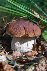 Edible porcino mushroom also known as penny bun or cep, hidden in grass and surrounded by leaves, growing on forest floor. Bolete, boletus edulis