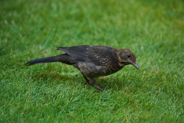 blackbird looking for food,amsel sucht futter