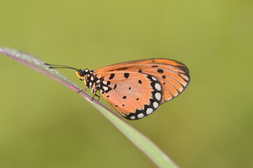Butterfly on leaf