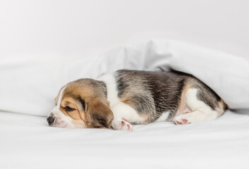 Little beagle puppy sleeping under a blanket at home