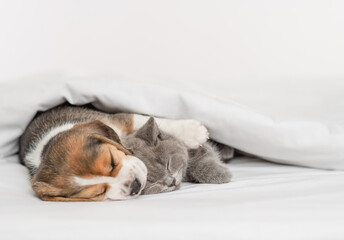 Beagle puppy hugging gray british kitten under white blanket at home in bedroom