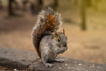 gray (red-bellied) squirrel sitting and eating seeds holding in paws. Feeding animals. Cute small tamed rodent 