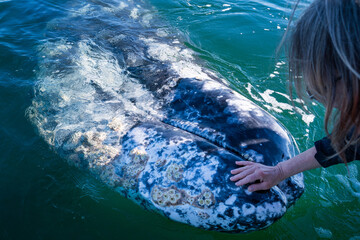 woman hand touching head of gray whale while whale watching tour in mexica baja California. Close...