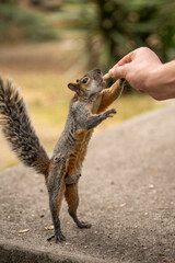 Adorable small tamed rodent Mexican gray (red-bellied) squirrel treats itself with nuts from human hands standing on hind legs. Eating help support and trust