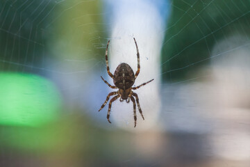 Four-spot orb-weaver yellow spider on web on blurred background, selective focus