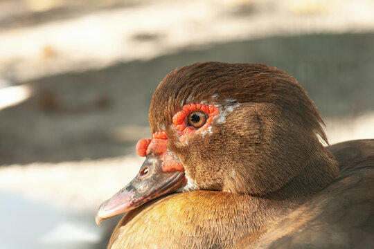 Portrait of brown Muscovy duck close up. Bronze Cairina moschata or or Barbary bird head