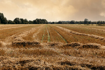 Field after the grain harvest