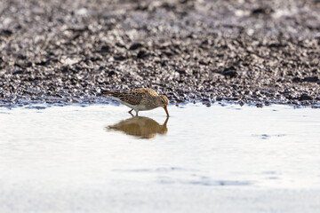 Curlew Sandpiper