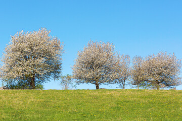 Fototapeta na wymiar Cherry trees blossoms