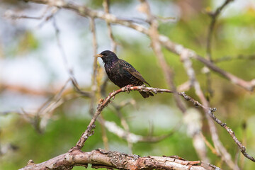 Starling