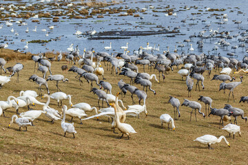 Beach meadow with resting Whooper swans and Cranes in spring
