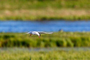 Tern flying over a wetland