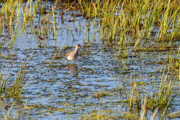 Wood Sandpiper in a pond at spring