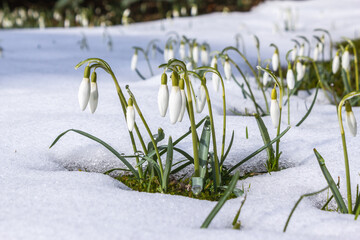 Schneeglöckchen, erste freudige Frühlingsboten der Natur. Unbeeindruckt von Schnee, Eis und Frost...