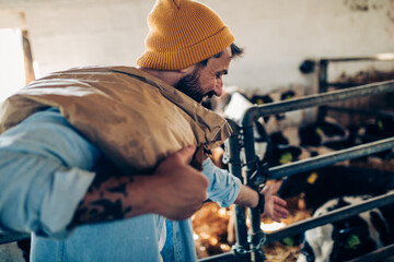 Young man working at farm in cow shed. He carries a sack of food on his back. Agriculture industry, farming.