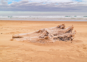logs of wood on the beach after a storm