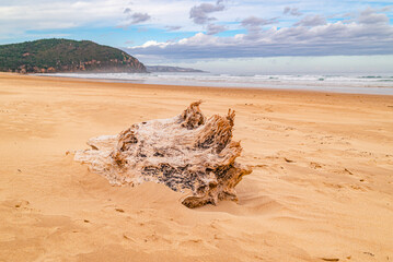logs of wood on the beach after a storm