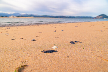 Fototapeta na wymiar shells on the beach after a storm