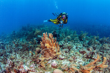 Reef Scuba Diving in Belize