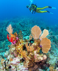 Naklejka na ściany i meble Reef Scuba Diving in Belize