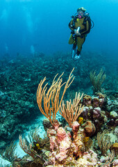Naklejka na ściany i meble Reef Scuba Diving in Belize