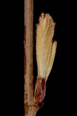 Rowan (Sorbus aucuparia). Opening Leaf Bud Closeup