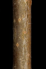 Aspen (Populus tremula). Wintering Twig Detail Closeup