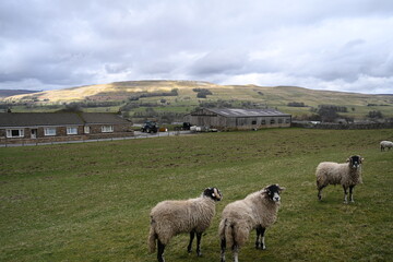 farmland,  beautiful countryside,  Wensleydale,  Yorkshire Dales National Park