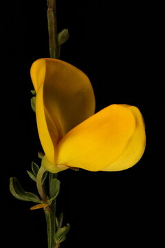 Common Broom (Cytisus scoparius). Flower Closeup