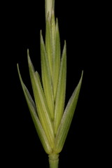 Common Couch (Elymus repens subsp. repens var. repens). Isolated Spikelet Closeup