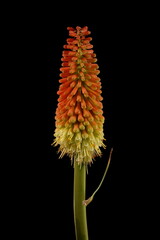 Red-Hot Poker (Kniphofia uvaria). Inflorescence Closeup