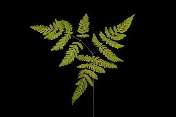 Oak Fern (Gymnocarpium dryopteris). Frond Closeup