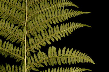 Lady Fern (Athyrium filix-femina). Pinnae Closeup