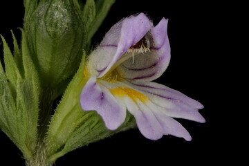 Spring Eyebright (Euphrasia x vernalis). Flower Closeup