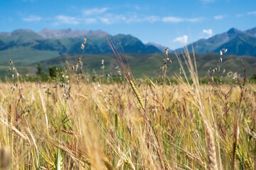 Barley meadow with unfocused mountains on background. Natural background. Agriculture, farmland.